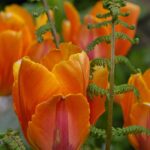 Tulipanløg til at skabe farverige haver